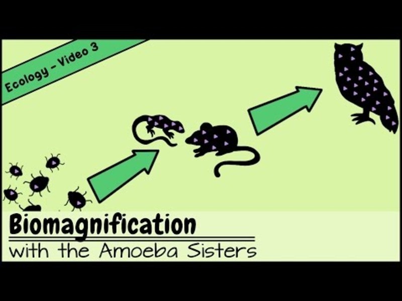 Biomagnification and the Trouble with Toxins Instructional Video