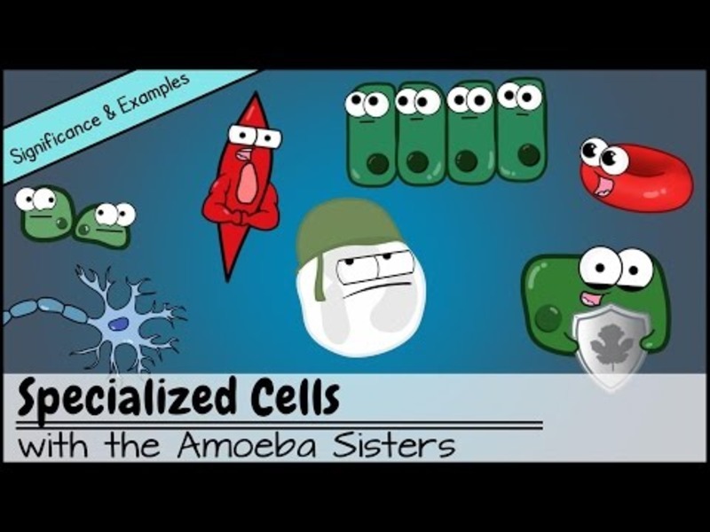 Specialized Cells: Significance and Examples Instructional Video