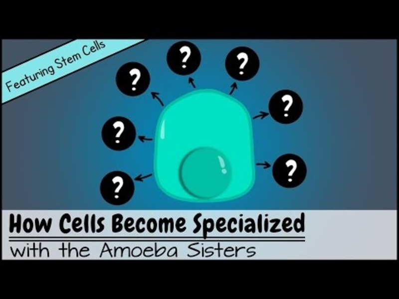 How Cells Become Specialized Instructional Video