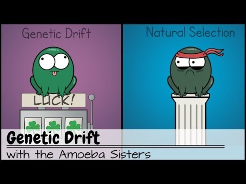 Genetic Drift Instructional Video
