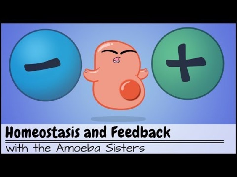 Homeostasis and Negative/Positive Feedback Instructional Video