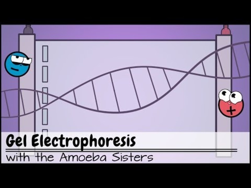 Gel Electrophoresis Instructional Video