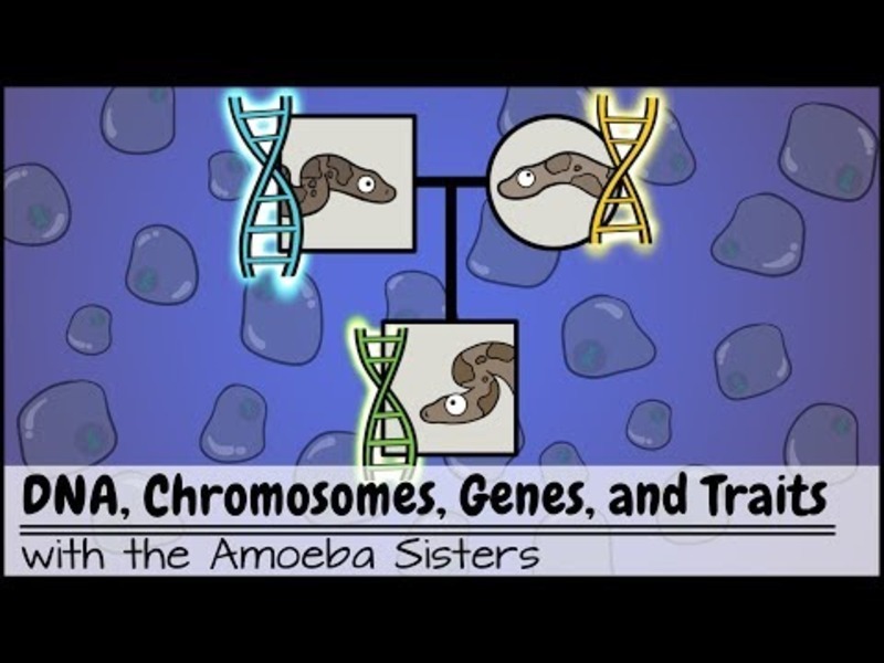DNA, Chromosomes, Genes, and Traits: An Intro to Heredity Instructional Video