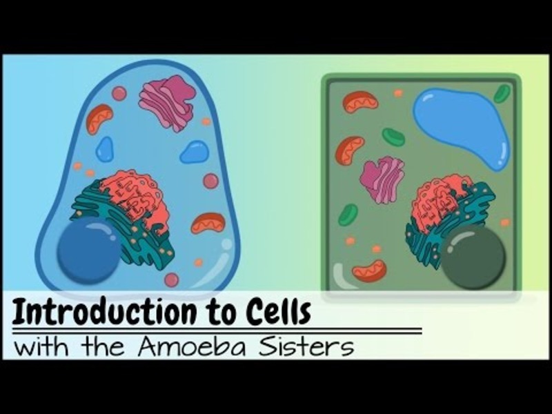 Introduction to Cells: The Grand Cell Tour Instructional Video