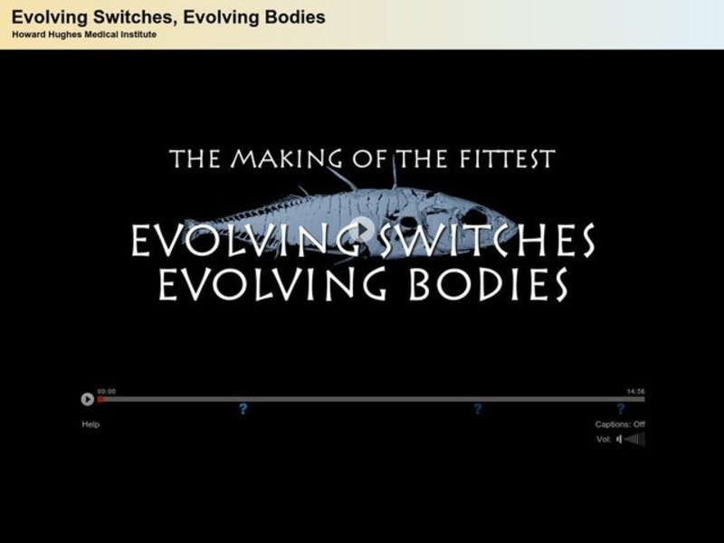 Stickleback Film with Quiz: Evolving Switches, Evolving Bodies Instructional Video