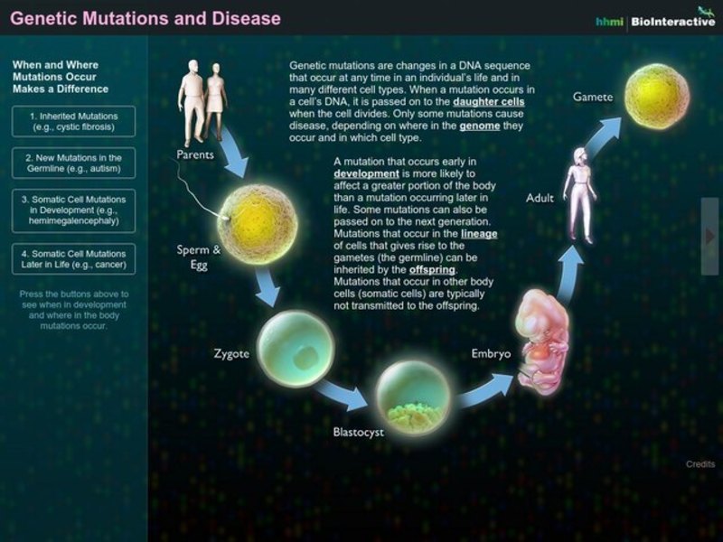 Genetic Mutations and Disease Interactive Interactive