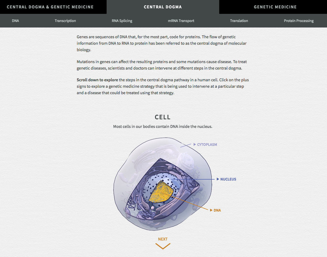Central Dogma and Genetic Medicine Interactive