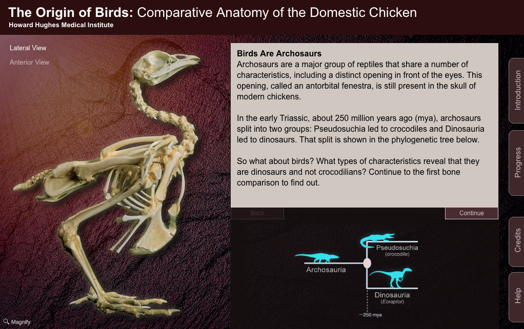 Comparative Anatomy of the Domestic Chicken Interactive