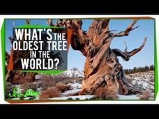 What's The Oldest Tree in the World? Instructional Video