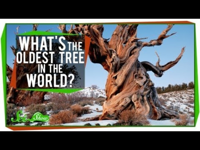 What's The Oldest Tree in the World? Instructional Video