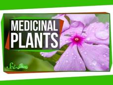 4 Plants That are Great for Humans Instructional Video