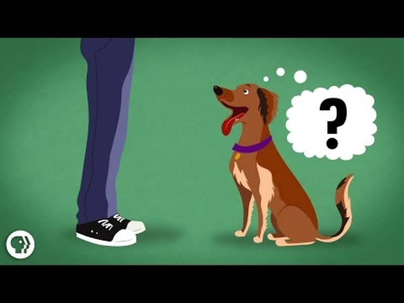 Does My Dog Know What I'm Thinking? Instructional Video