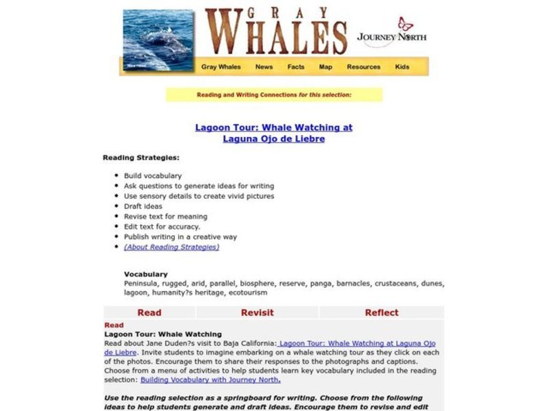 Gray Whales Lesson Plan