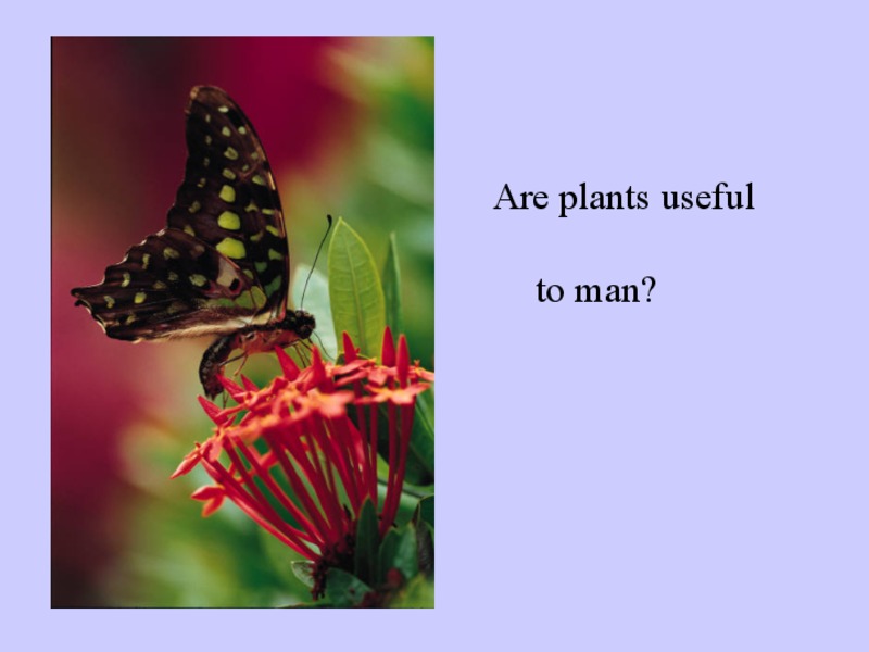 Are Plants Useful to Man? PPT