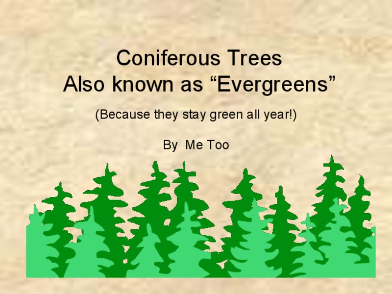 Coniferous Trees PPT