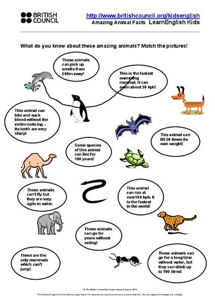 Amazing Animal Facts Lesson Plan