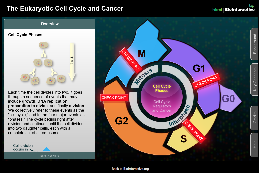 The Eukaryotic Cell Cycle and Cancer Interactive
