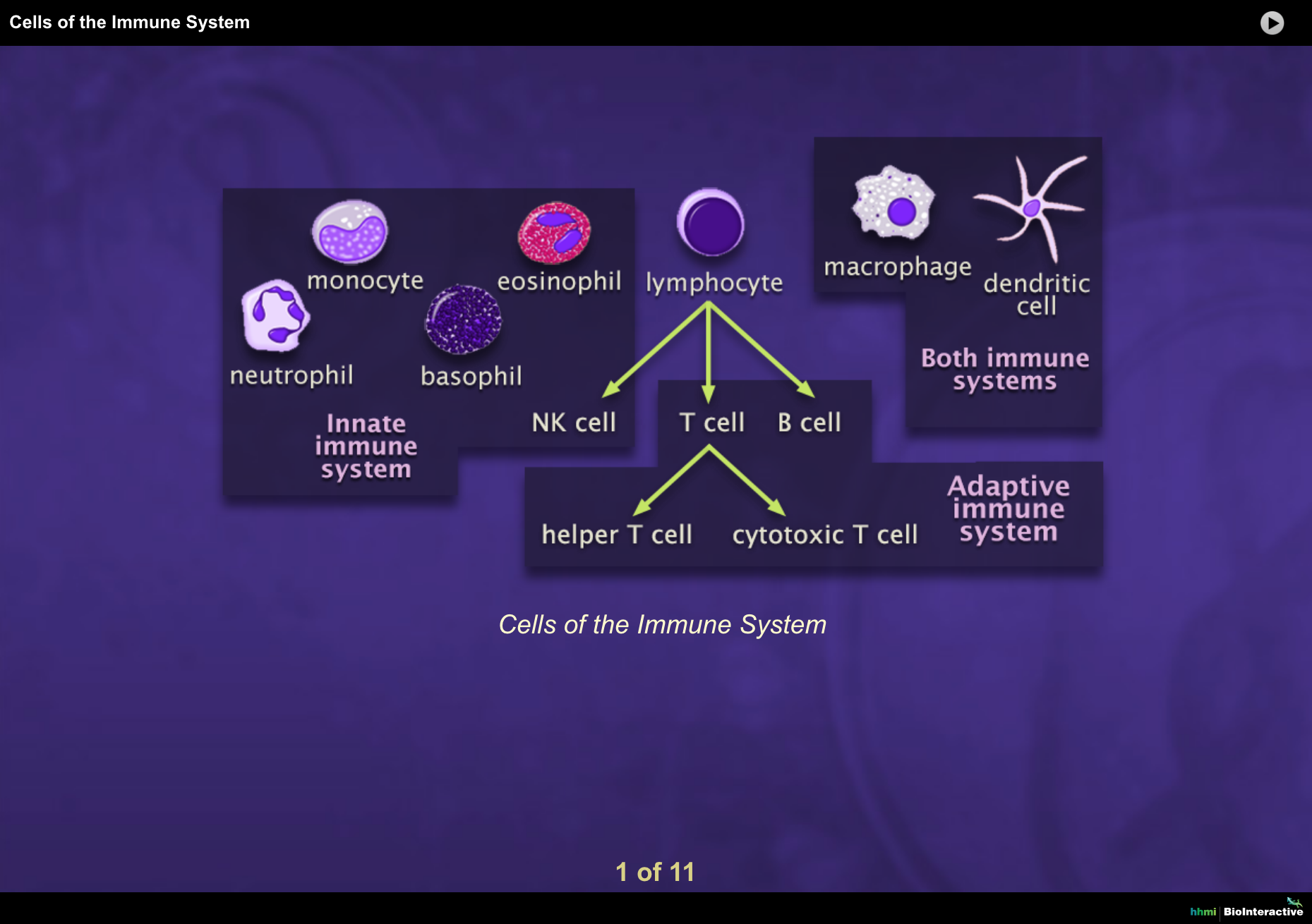 Cells of the Immune System Interactive