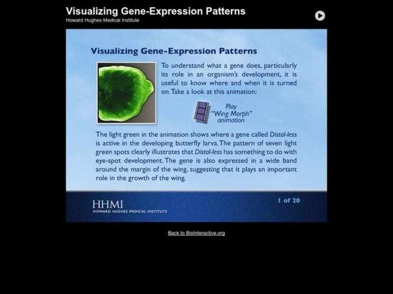 Visualizing Gene-Expression Patterns Interactive