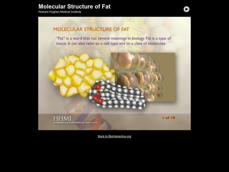 Molecular Structure of Fat Interactive