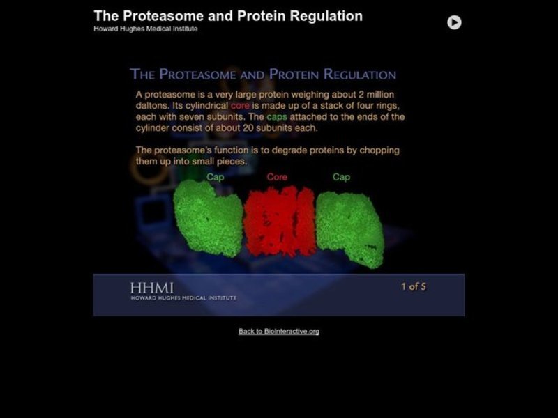 The Proteasome and Protein Regulation Interactive