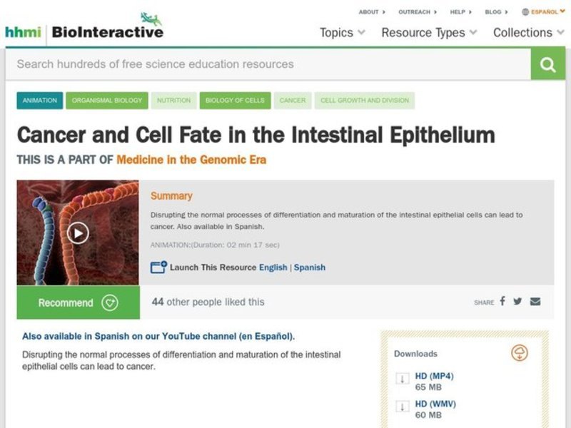 Cancer and Cell Fate in the Intestinal Epithelium Instructional Video