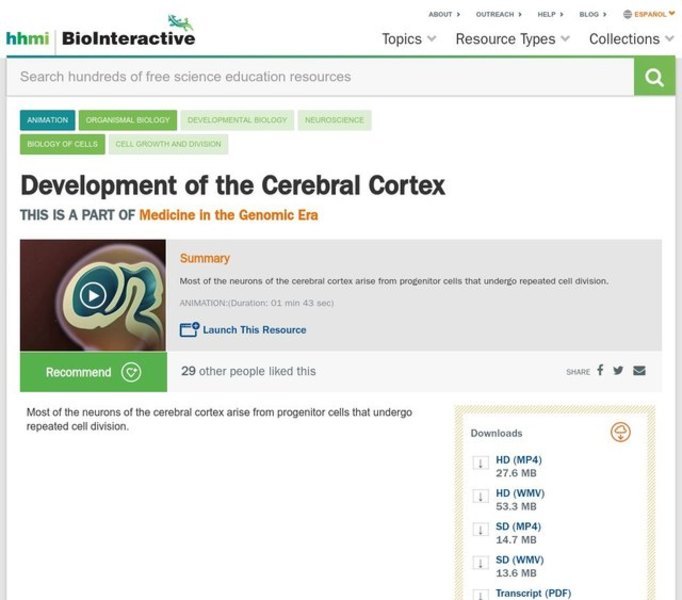 Development of the Cerebral Cortex Instructional Video