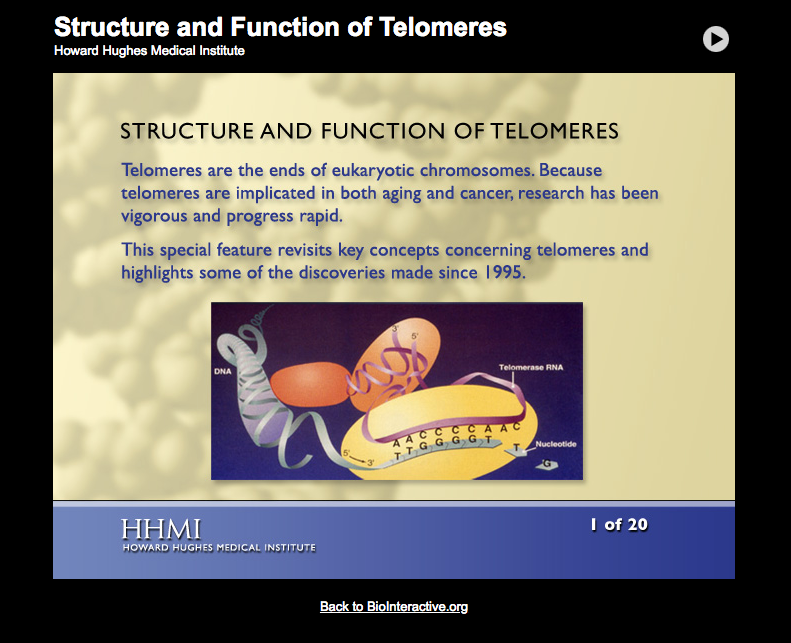 Structure and Function of Telomeres Interactive