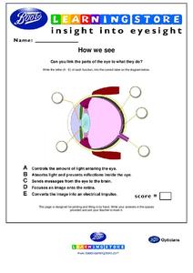 Insight Into Eyesight-How We See Organizer