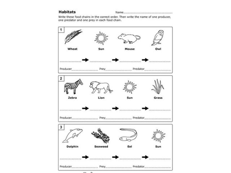 Habitats and Food Chains Worksheet