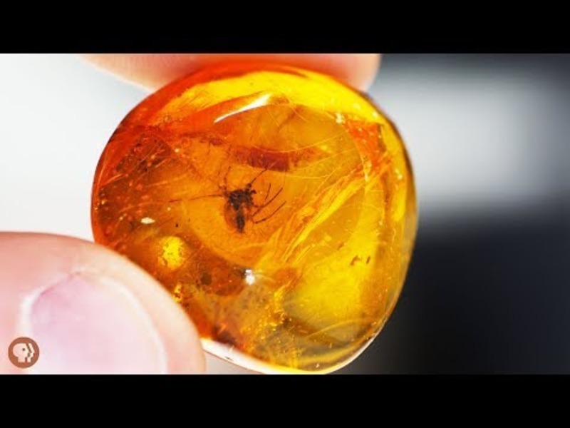 20 Million Year Old Spider! Unweaving Spider Silk Instructional Video