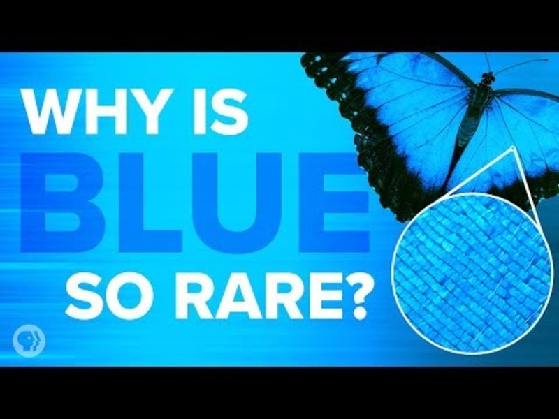 Why Is Blue so Rare in Nature? Instructional Video