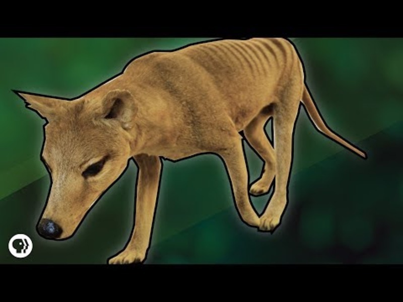 How Evolution Turned a Possum into a Wolf Instructional Video