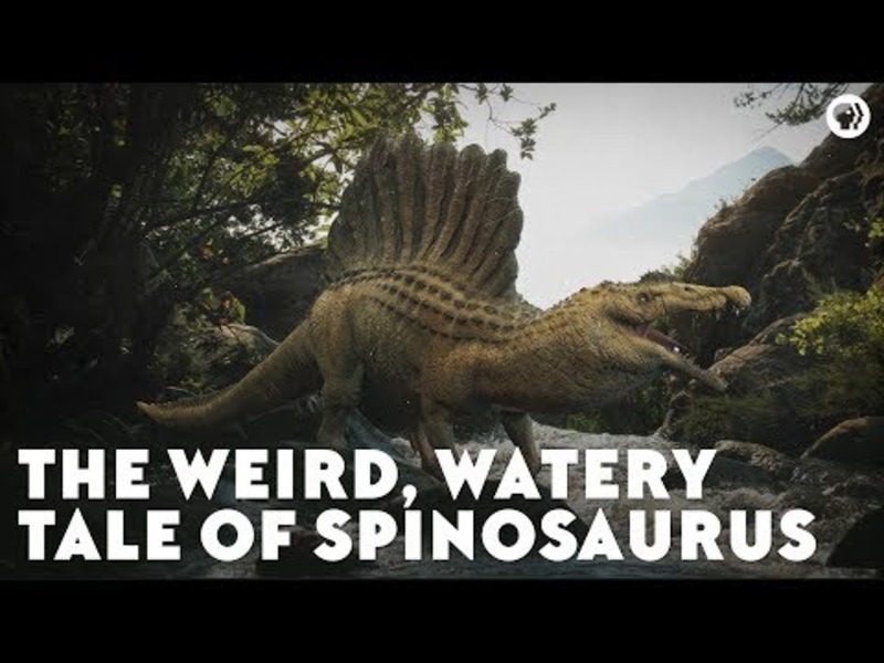The Weird, Watery Tale of Spinosaurus Instructional Video
