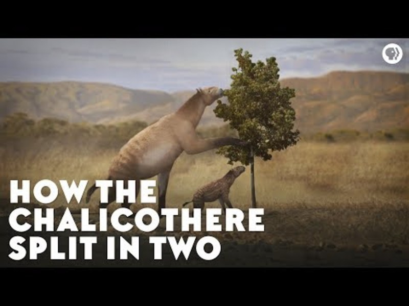 How the Chalicothere Split In Two Instructional Video