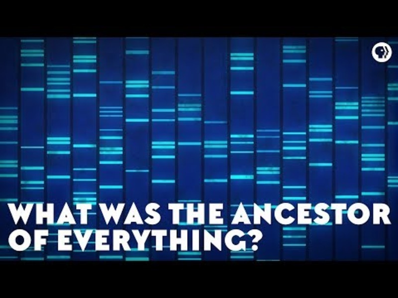 What Was the Ancestor of Everything? Instructional Video