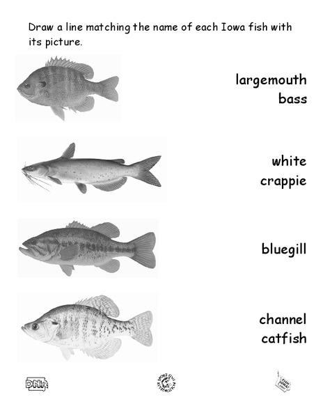 Iowa Fish Families Matching Worksheet