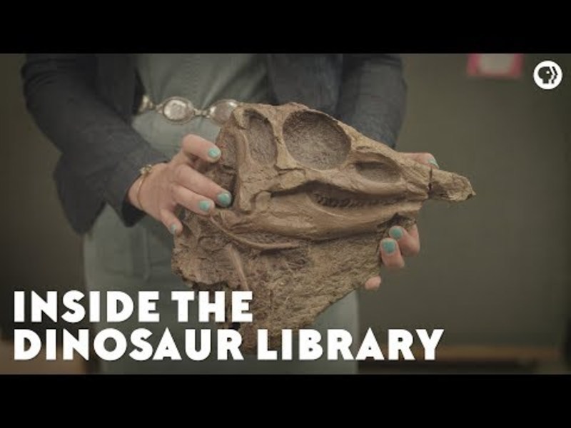 Inside the Dinosaur Library Instructional Video