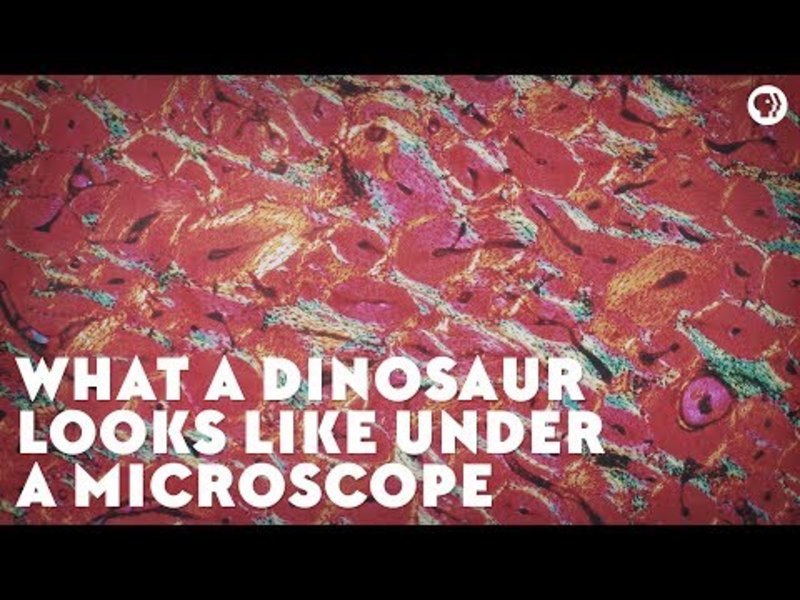 What a Dinosaur Looks like under a Microscope Instructional Video