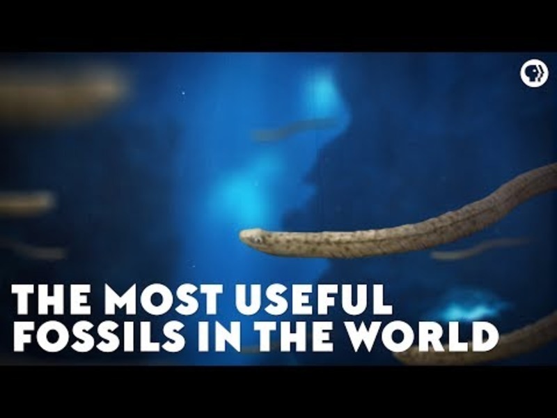 The Most Useful Fossils in the World Instructional Video