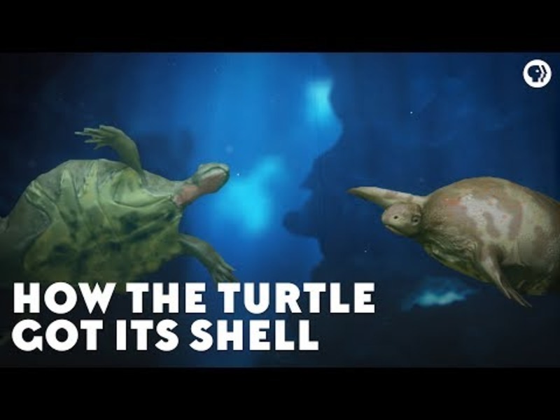 How the Turtle Got Its Shell Instructional Video