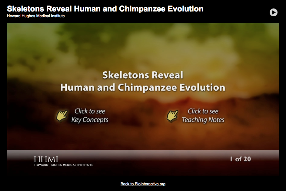 Skeletons Reveal Human and Chimpanzee Evolution Interactive