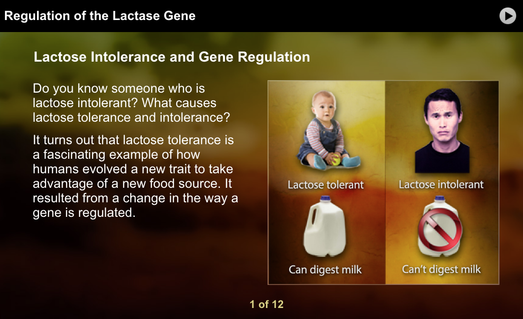 Regulation of the Lactase Gene Interactive
