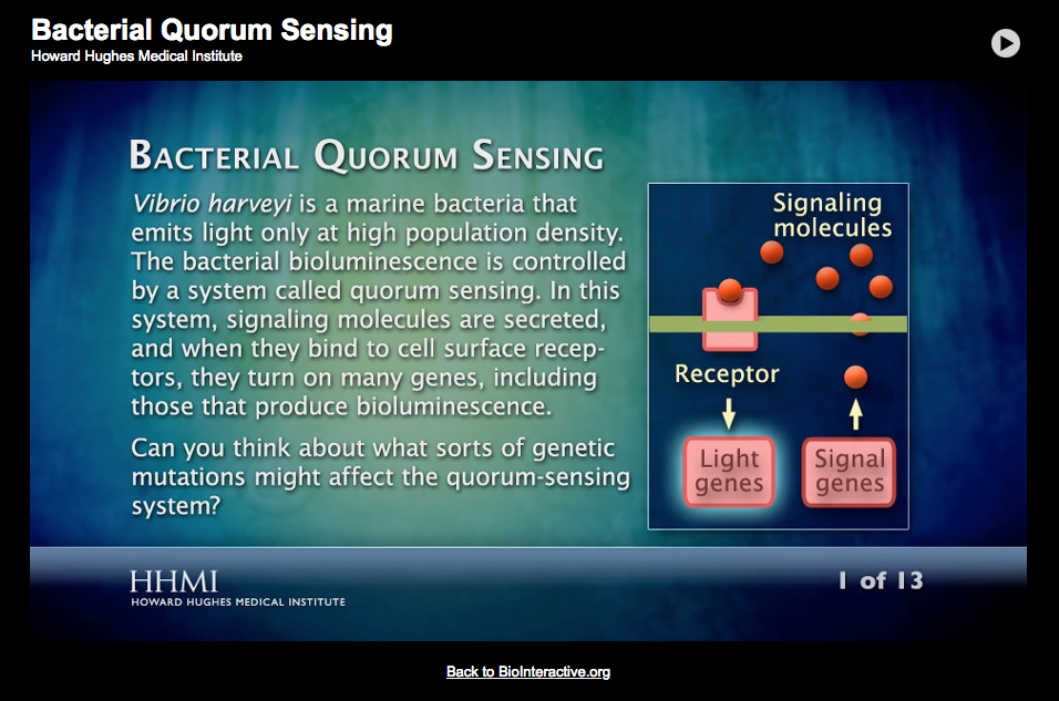 Bacterial Quorum Sensing Interactive