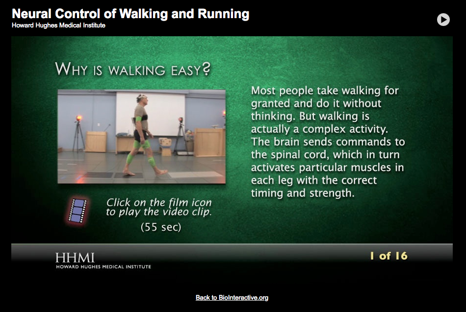 Neural Control of Walking and Running Interactive