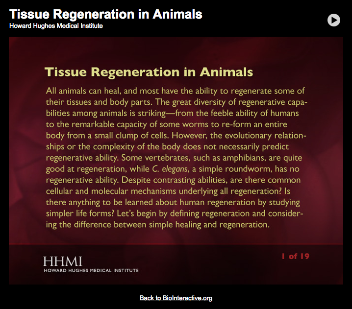 Tissue Regeneration in Animals Interactive