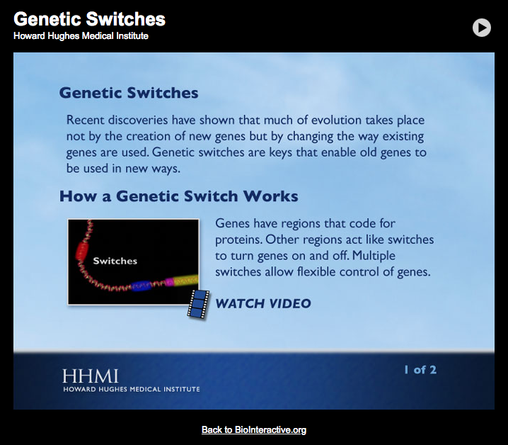 Genetic Switches Interactive