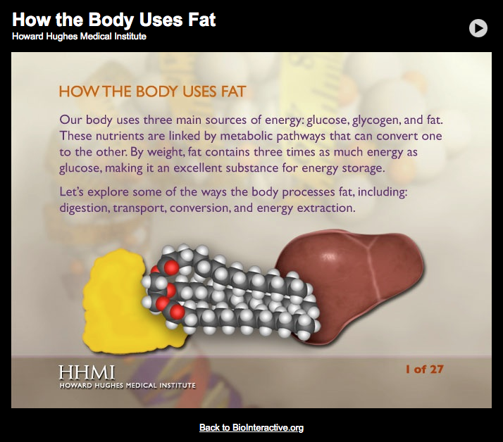 How the Body Uses Fat Interactive