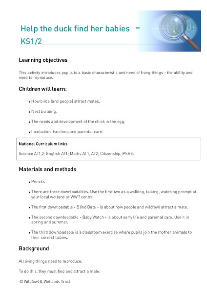 Help the Duck Find Her Babies Lesson Plan