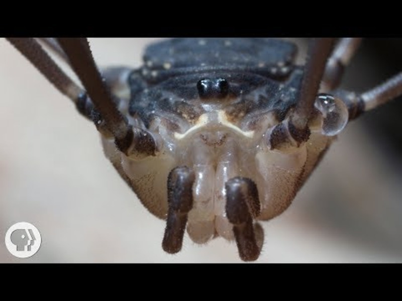 Daddy Longlegs Risk Life ... and Especially Limb ... to Survive Instructional Video